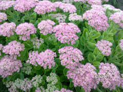 Hylotelephium, Showy Stonecrop 'Abbeydore'