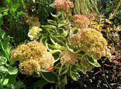 Hylotelephium, Sedum, Showy Stonecrop 'Autumn Charm'