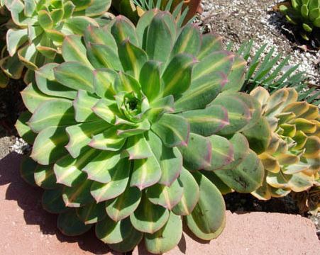 Aeonium Starburst