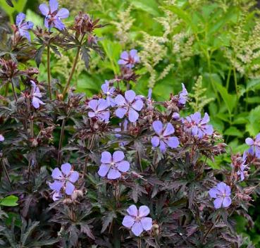 Geranium, Hardy Geranium, Meadow Cranesbill Dark Reiter