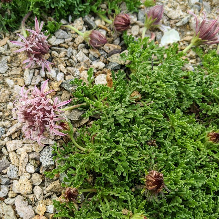 Pterocephalus Species, Carpeting Pincushion Flower