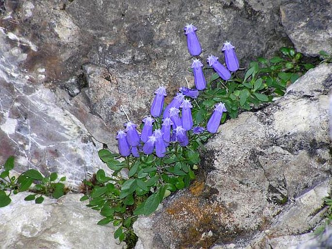 Favratia Species, Crimped Bellflower, Zois Bellflower, Zoysis Harebell