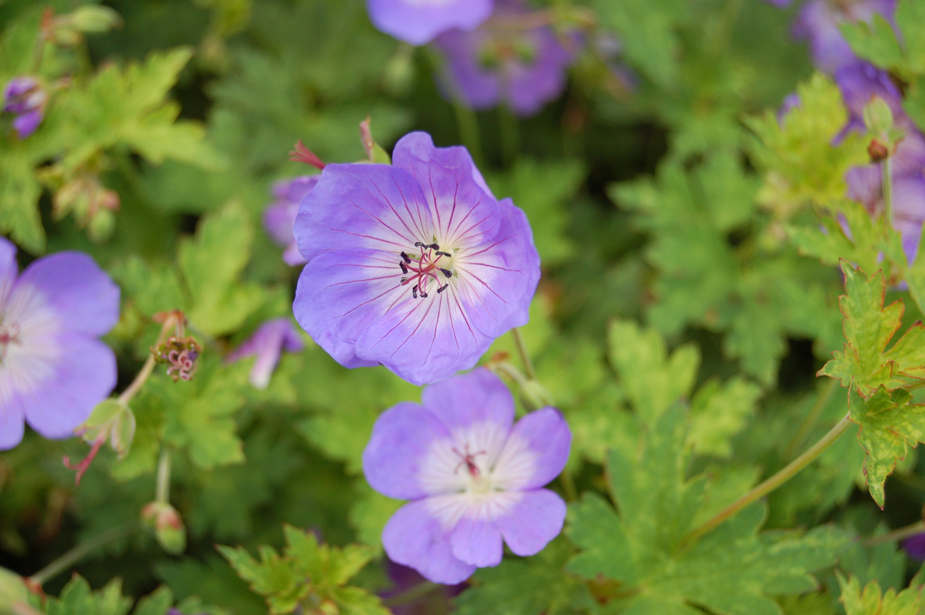 Geranium Species, Cranesbill, Hardy Geranium, Wallich Geranium