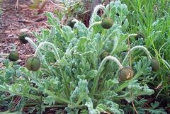 Papaver Species, Japanese Poppy