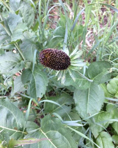 Rudbeckia Species, Black Coneflower, Western Coneflower