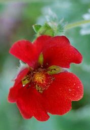 Potentilla Species, Himalayan Cinquefoil