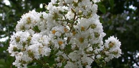 Lagerstroemia Hybrid, Crape Myrtle, Japanese Crepe Myrtle