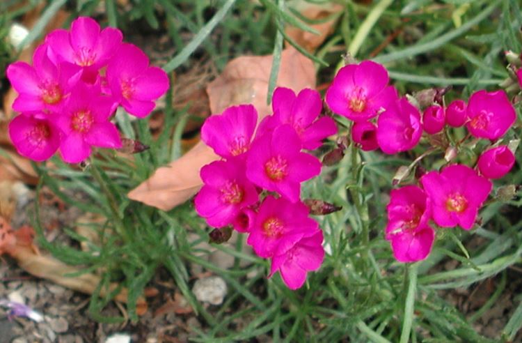 Montiopsis, Redmaids, Red Maids, Rock Purslane Ruby Tuesday