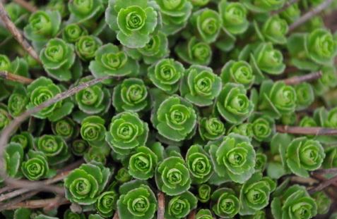 Phedimus Species, Caucasian Stonecrop, Creeping Sedum, Two-Row Stonecrop