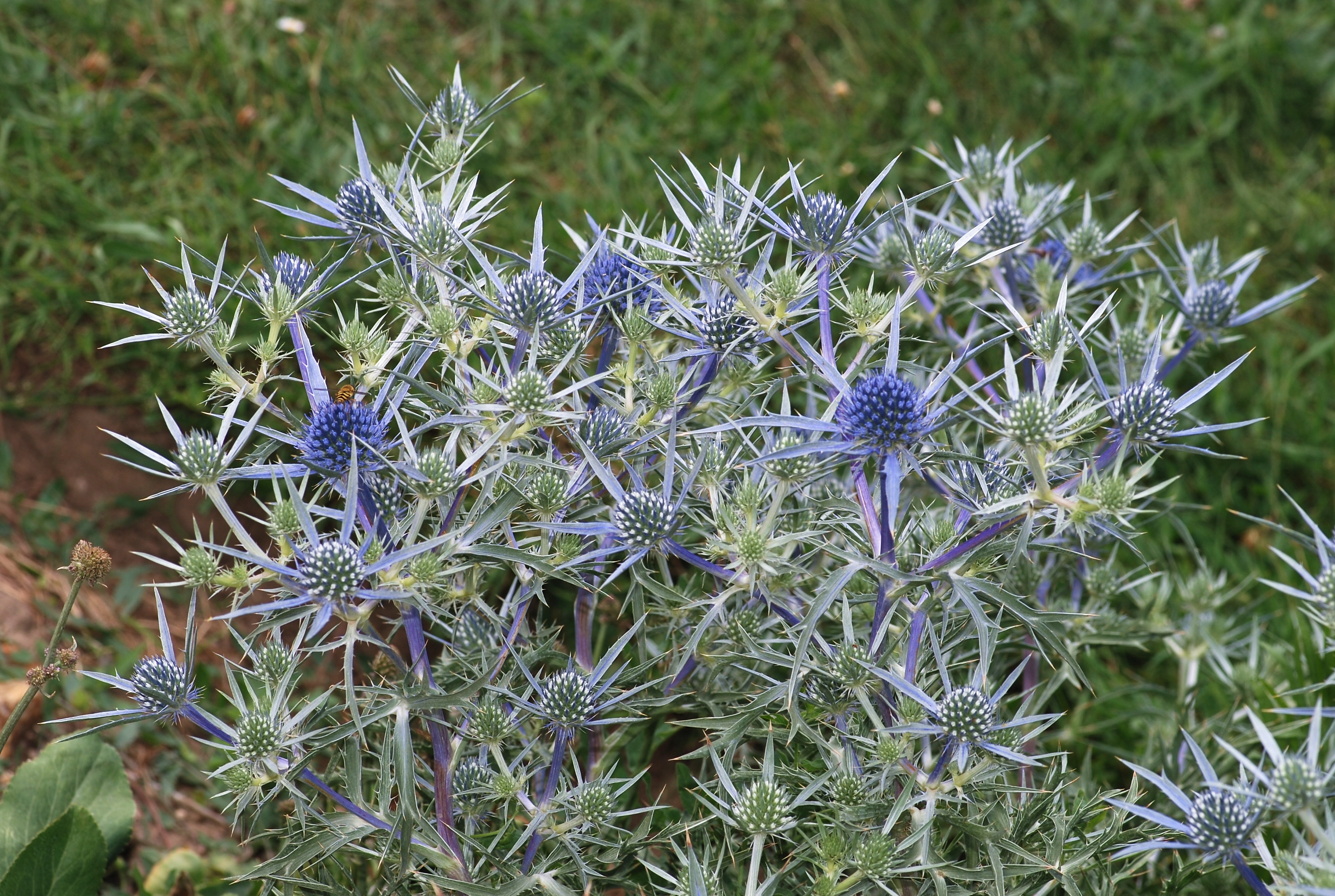 Eryngium Species, Amethyst Sea Holly
