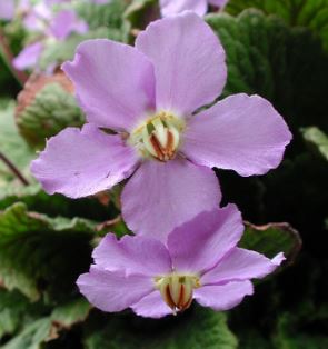 Ramonda Species, Pyrenean Violet