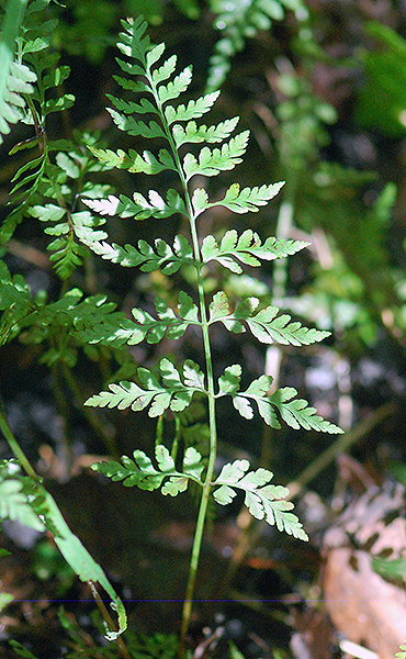 Cystopteris Species, Brittle Bladder Fern, Brittle Fern, Fragile Fern