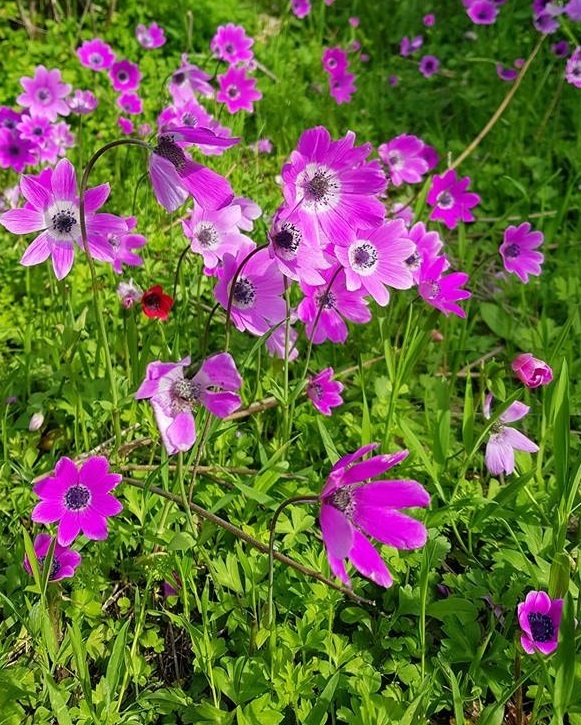 Anemone, Peacock Windflower Mixed Shades