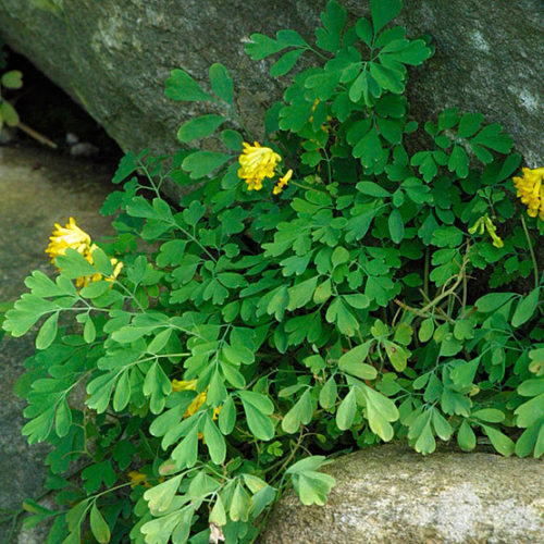 Corydalis Species, Yellow Corydalis