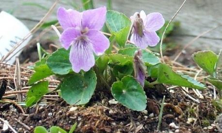 Viola Species, Carpathian Violet, Transylvania Violet