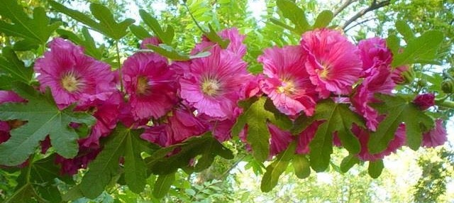 Alcea, Common Hollyhock, Garden Hollyhock Pink Lemonade