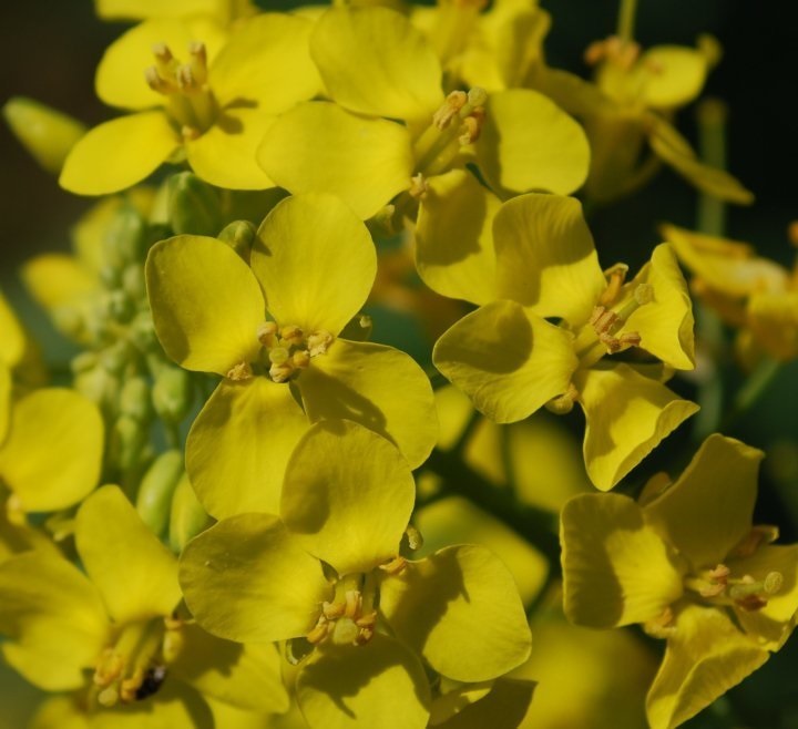 Erysimum Species, Plains Wallflower, Sand Dune Wallflower, Wheelers Wallflower