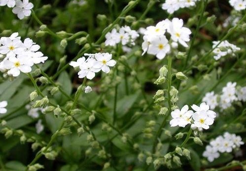 Myosotis, Woodland Forget-Me-Not Victoria White