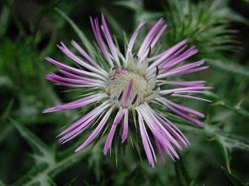 Galactites Species, Boar Thistle, Edible Thistle, Purple Milk Thistle