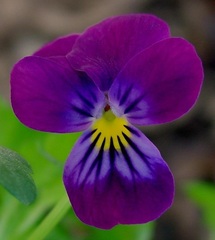 Viola, Horned Violet, Tufted Pansy 'King Henry'
