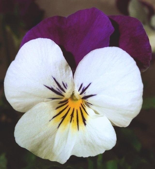 Viola, Horned Violet, Tufted Pansy Cuty