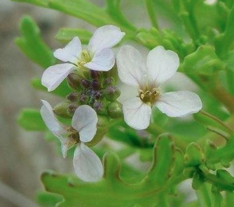 American Sea Rocket