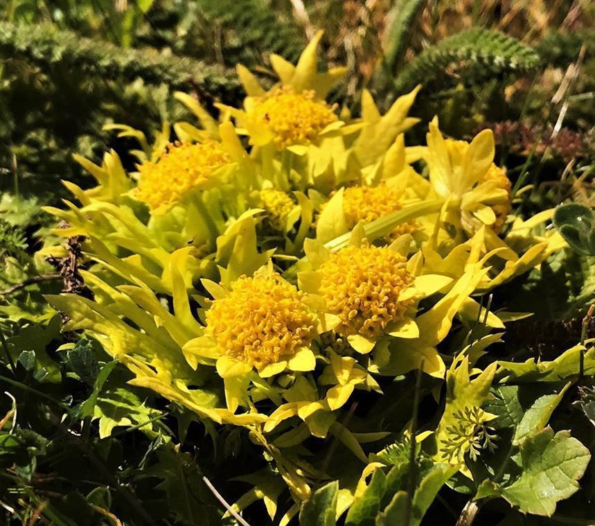 Sanicula Species, Bears-Foot Sanicle, Footsteps of Spring, Yellow Mats