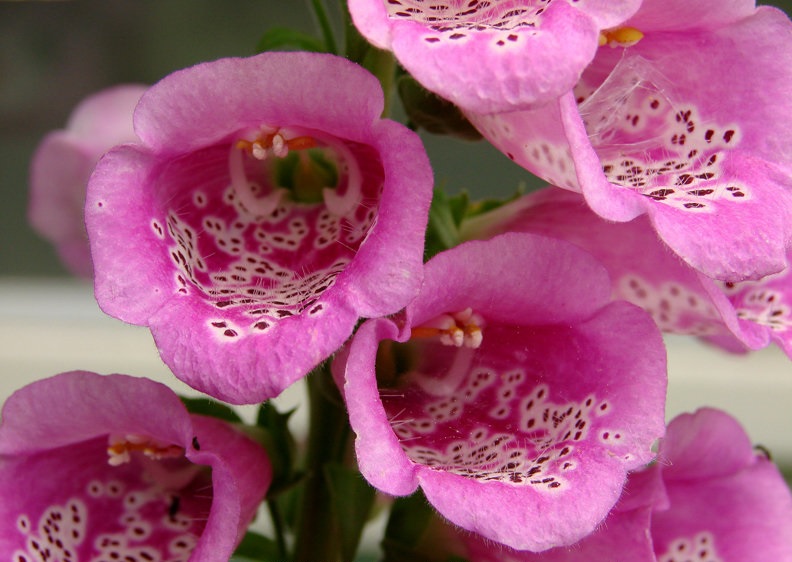 Digitalis, Common Foxglove, Ladys Glove Giant Shirley