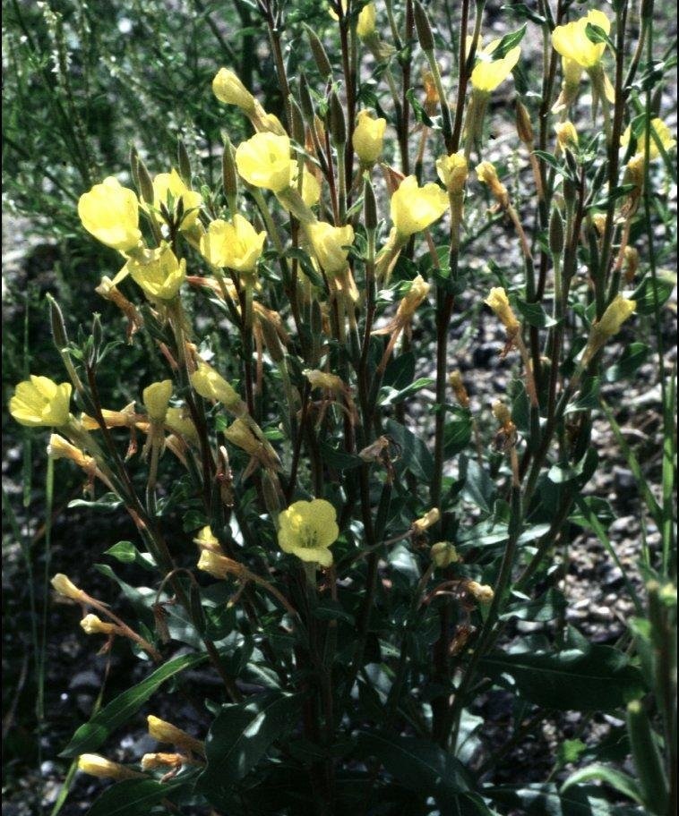 Oenothera Species, Hairy Evening Primrose, Yellow Evening-Primrose