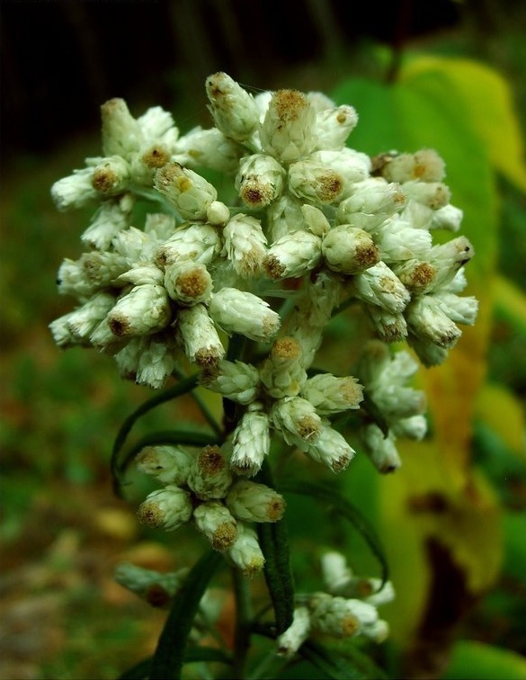 Sticky Cudweed, Winged Cudweed