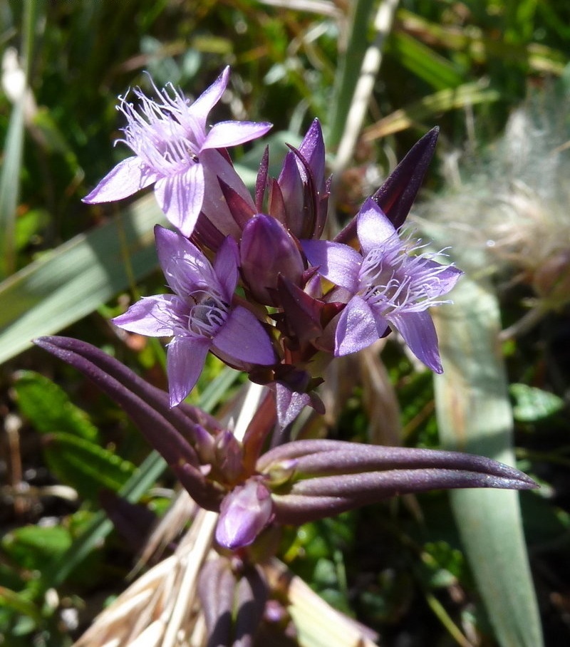 Northern Gentian