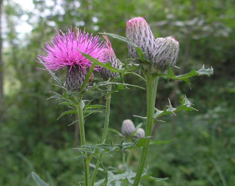 Cirsium Species, Dunce-Nettle, Horsetops, Marsh Thistle, Swamp Thistle