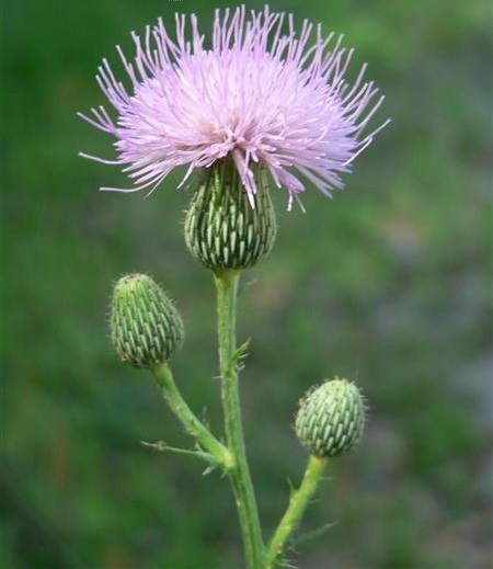 Cirsium Species, Nutalls Thistle