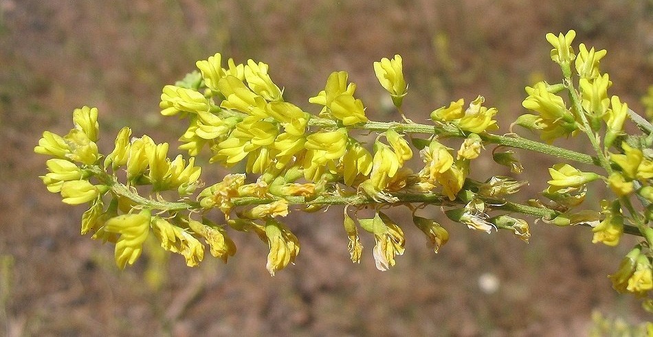 Melilotus Species, Grand Melilot, Tall Melilot, Tall Yellow Sweetclover