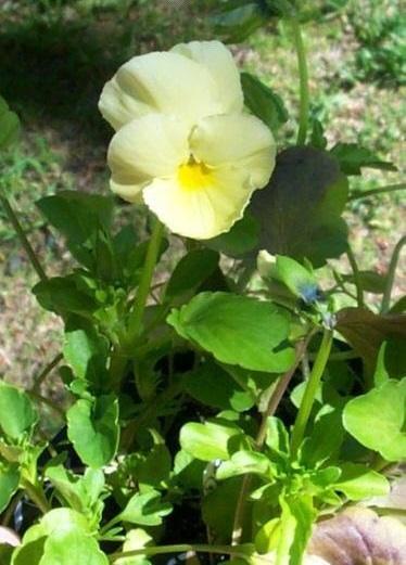 Viola, Garden Pansy, Pansy Crystal Bowl Primrose