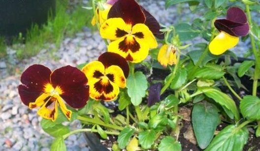 Viola, Garden Pansy, Pansy Bingo Red & Yellow