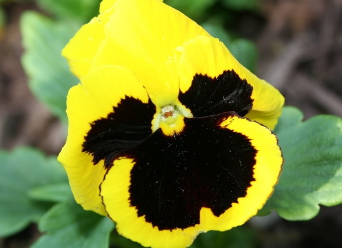 Viola, Garden Pansy, Pansy Bingo Yellow w/Blotch