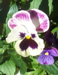 Viola, Garden Pansy, Pansy Bingo Rose & White