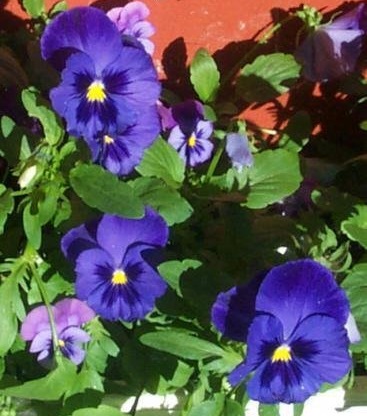 Viola, Garden Pansy, Pansy Bingo Blue w/Blotch