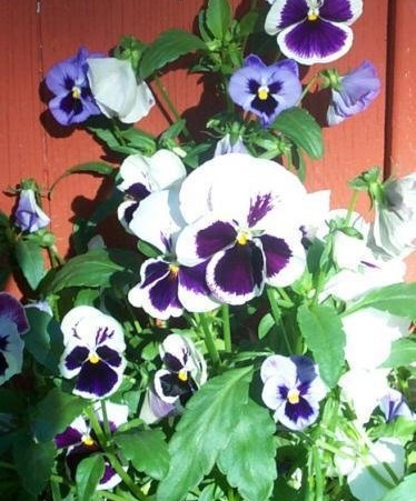 Viola, Garden Pansy, Pansy Bingo White w/Blotch