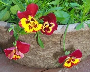 Viola, Garden Pansy, Pansy Ultima Baron Red