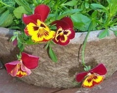 Viola, Garden Pansy, Pansy 'Ultima Baron Red'