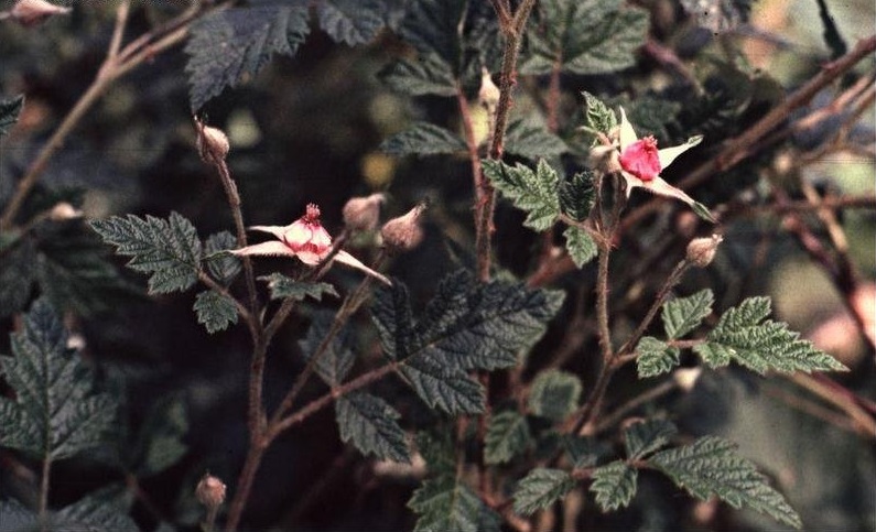 Japanese Raspberry, Australian Bramble