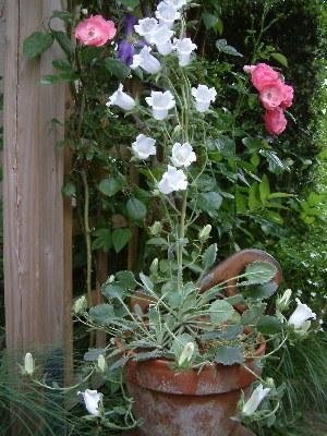 Campanula Species, Woolly Bellflower