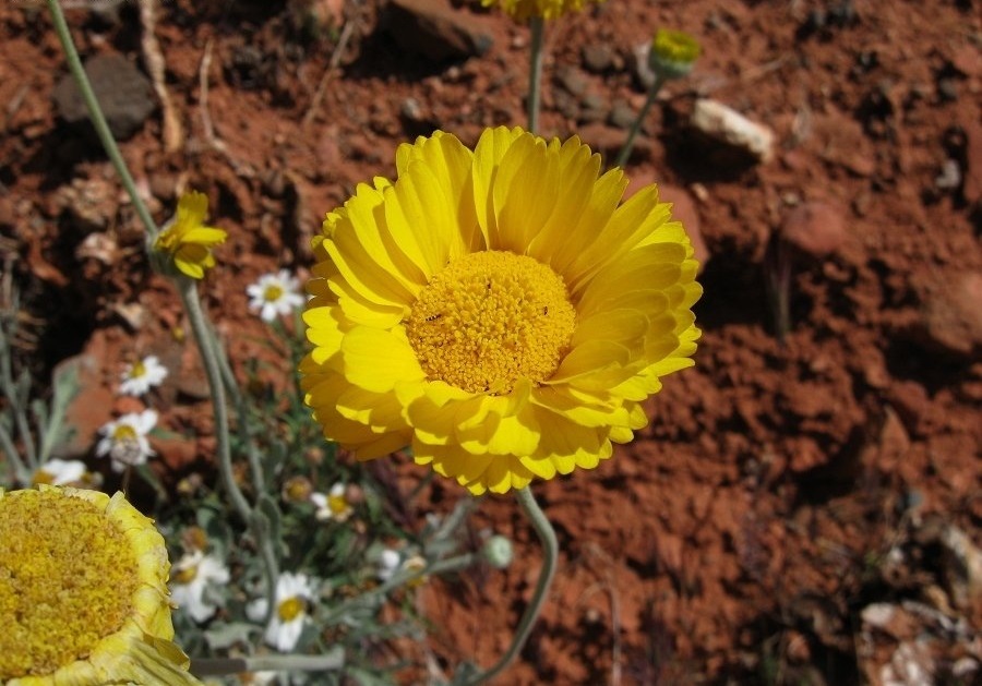 Baileya Species, Woolly Desert Marigold