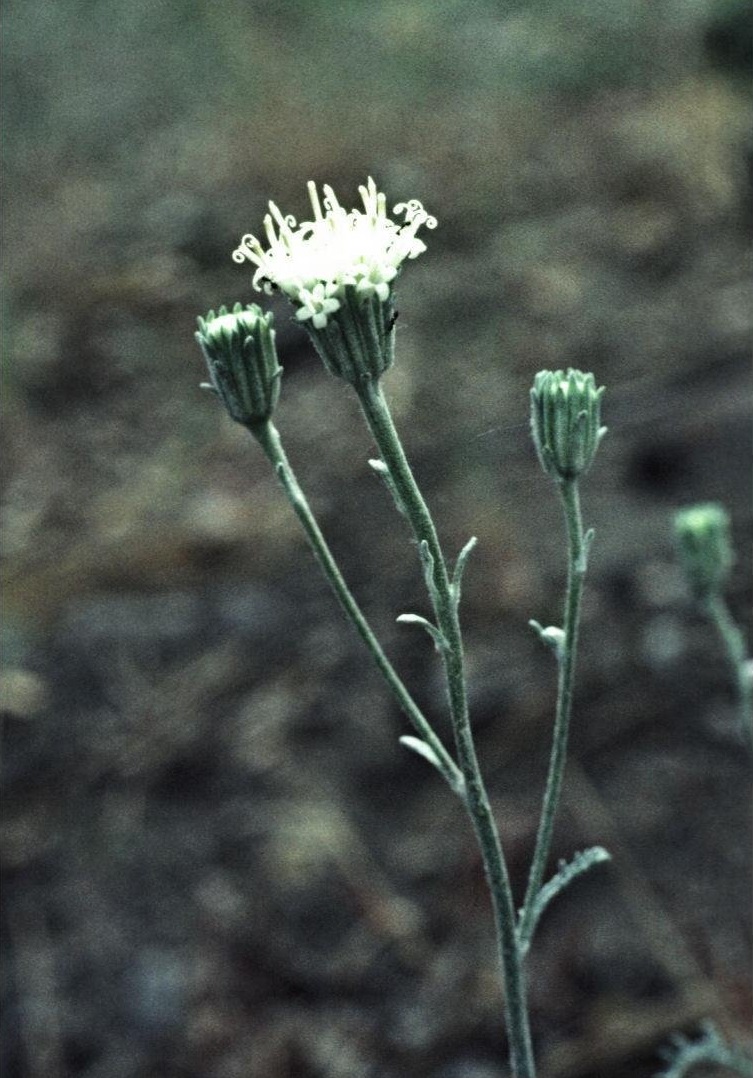 Douglas Dustymaiden, Hoary False Yarrow