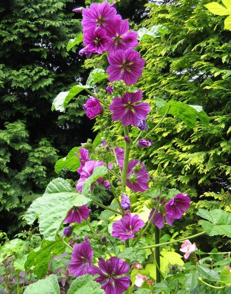 Malva Species, Mallow, French Hollyhock
