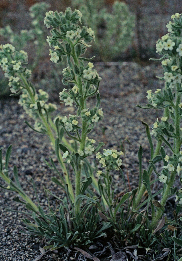 Oreocarya Species, Atwoods Catseye, Atwoods Cryptantha, Buttecandle