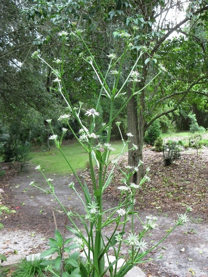 Eryngium Species, Rattlesnake Master, Eryngo, Snakeroot, Sea Holly