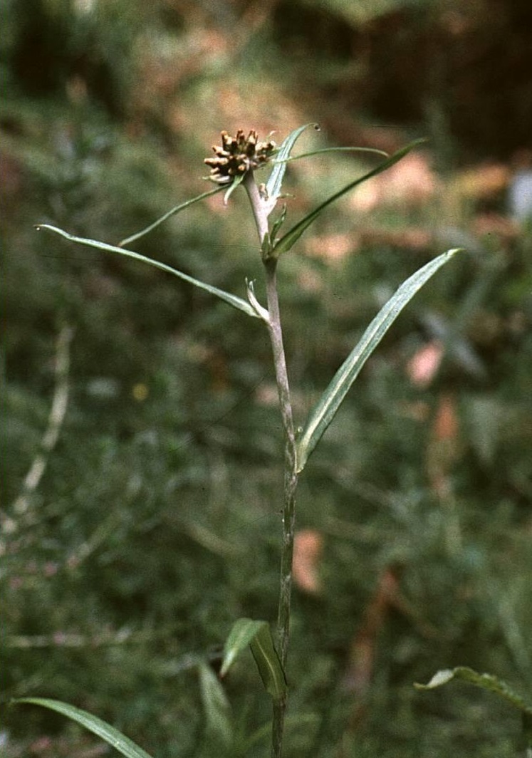 Creeping cudweed